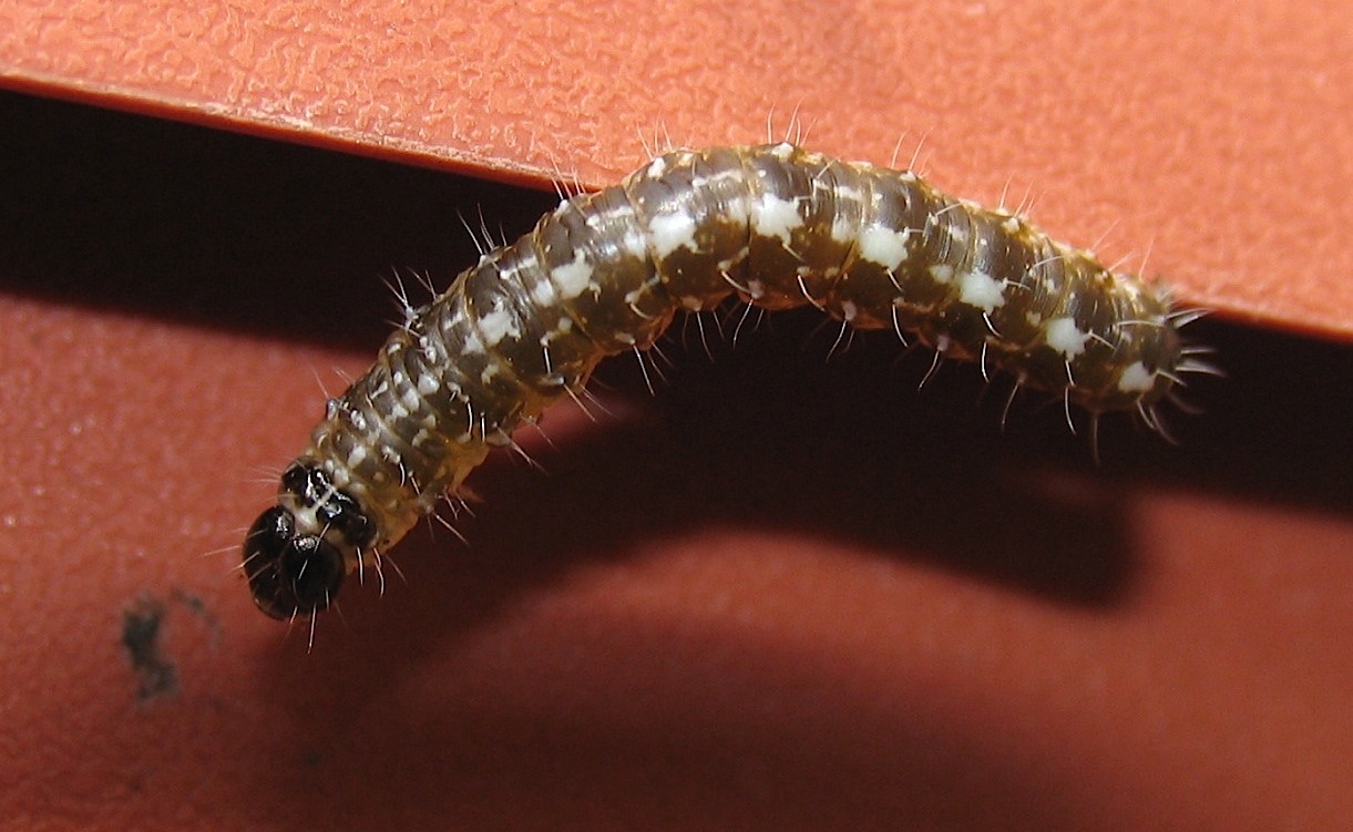 id larva 1